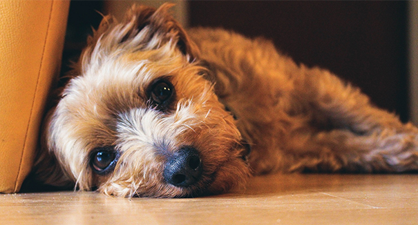 Hund hat einen schlechten Geruch, was ist die Situation? 5 kleine Möglichkeiten, es perfekt zu lösen